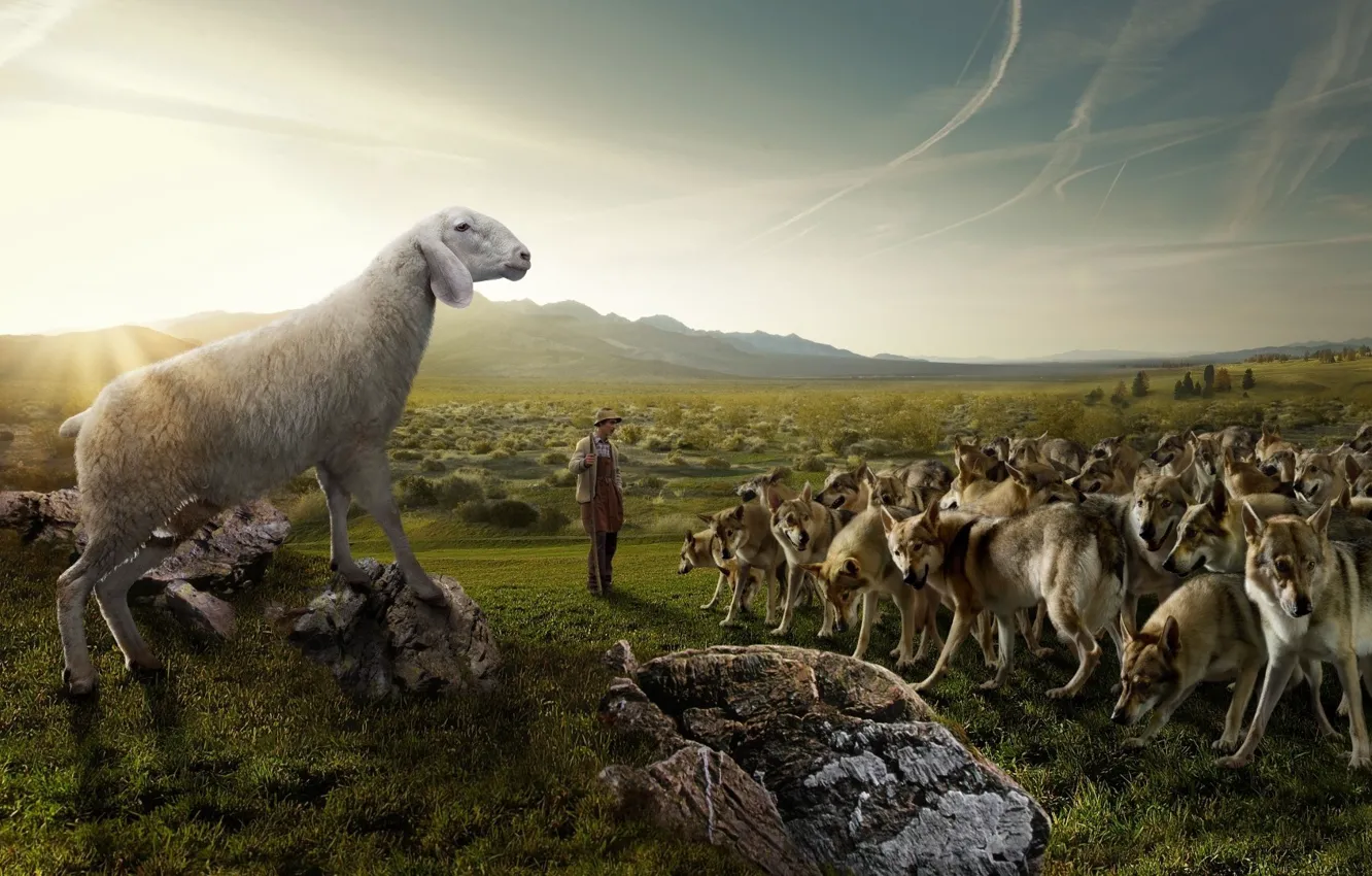 Photo wallpaper field, the sky, nature, stones, sheep, wolf, humor, pack