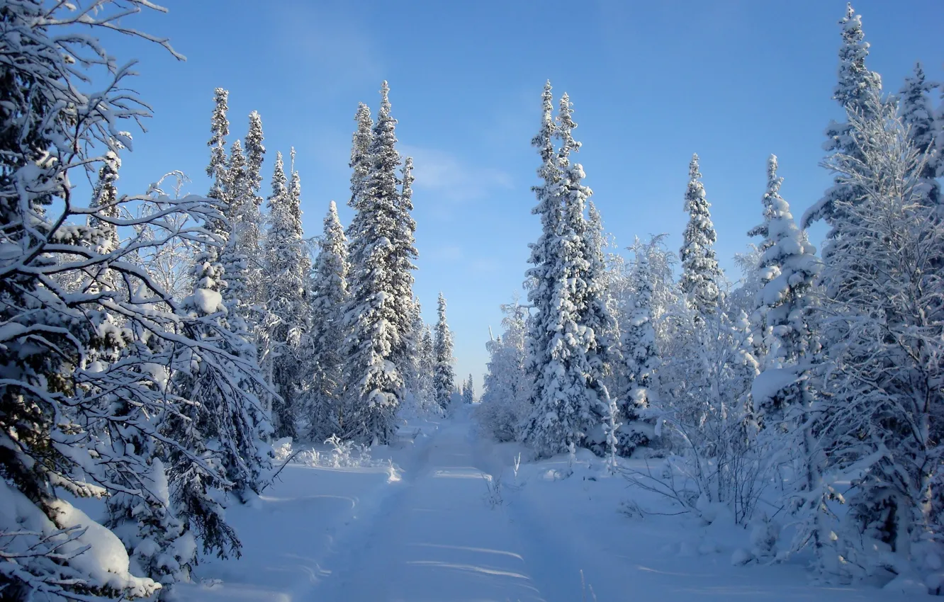 Photo wallpaper winter, road, forest, the sky, snow, trees