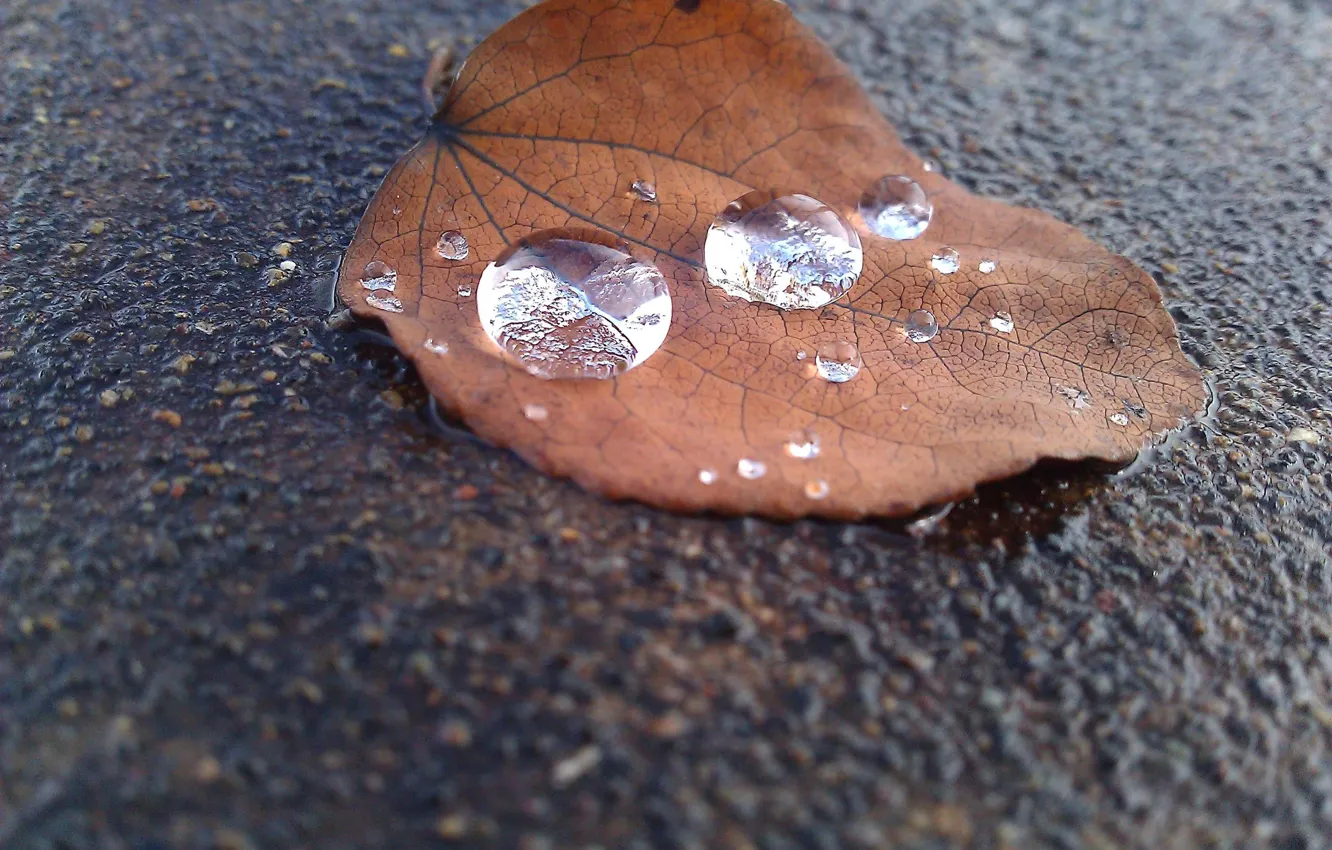 Photo wallpaper asphalt, sheet, a drop of rain