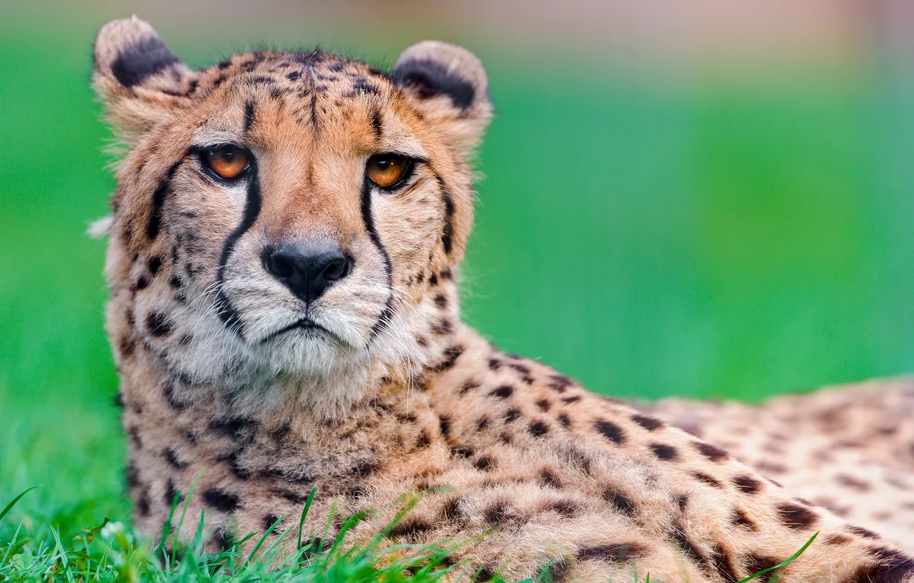 Photo wallpaper look, predator, Cheetah