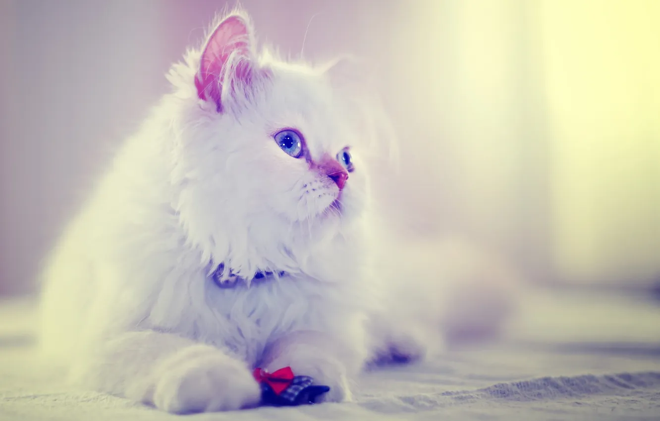 Photo wallpaper cat, look, background