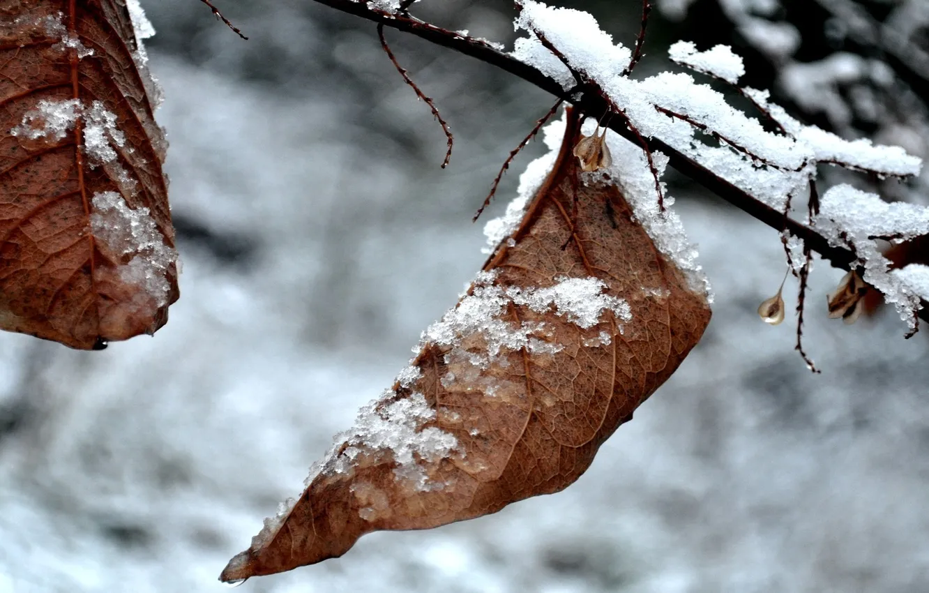 Photo wallpaper winter, leaves, macro, nature, photo, winter pictures