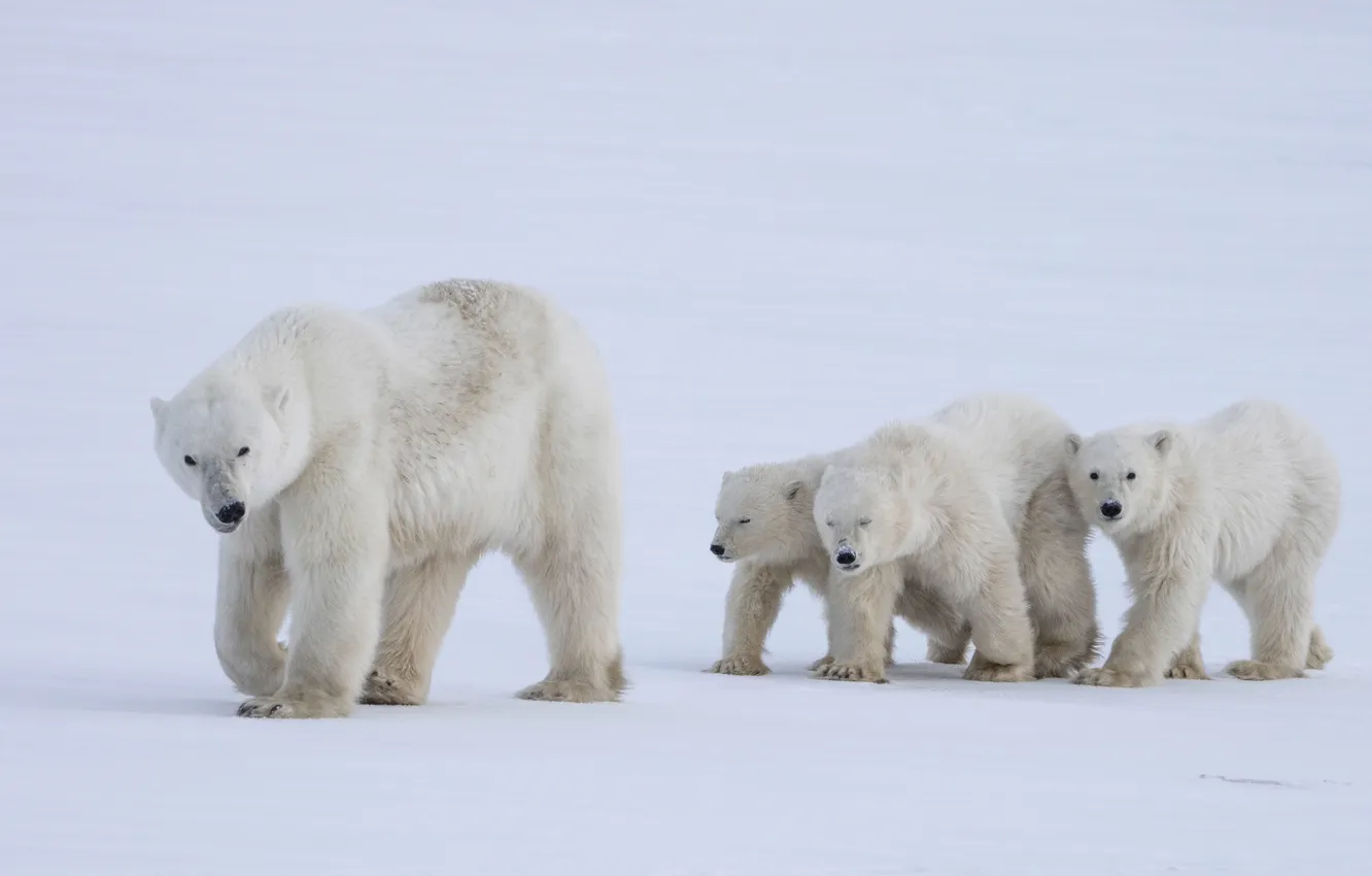 Photo wallpaper winter, snow, nature, polar bear, polar bears