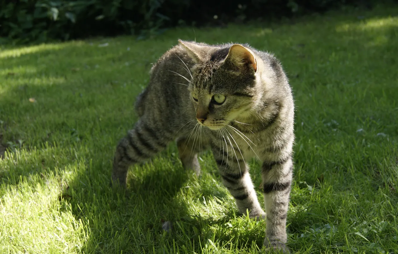 Photo wallpaper cat, grass, grey, striped