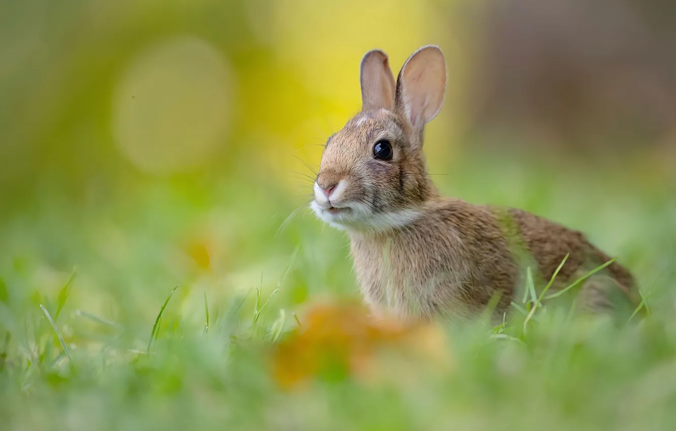 Photo wallpaper grass, rabbit, bokeh, rodent