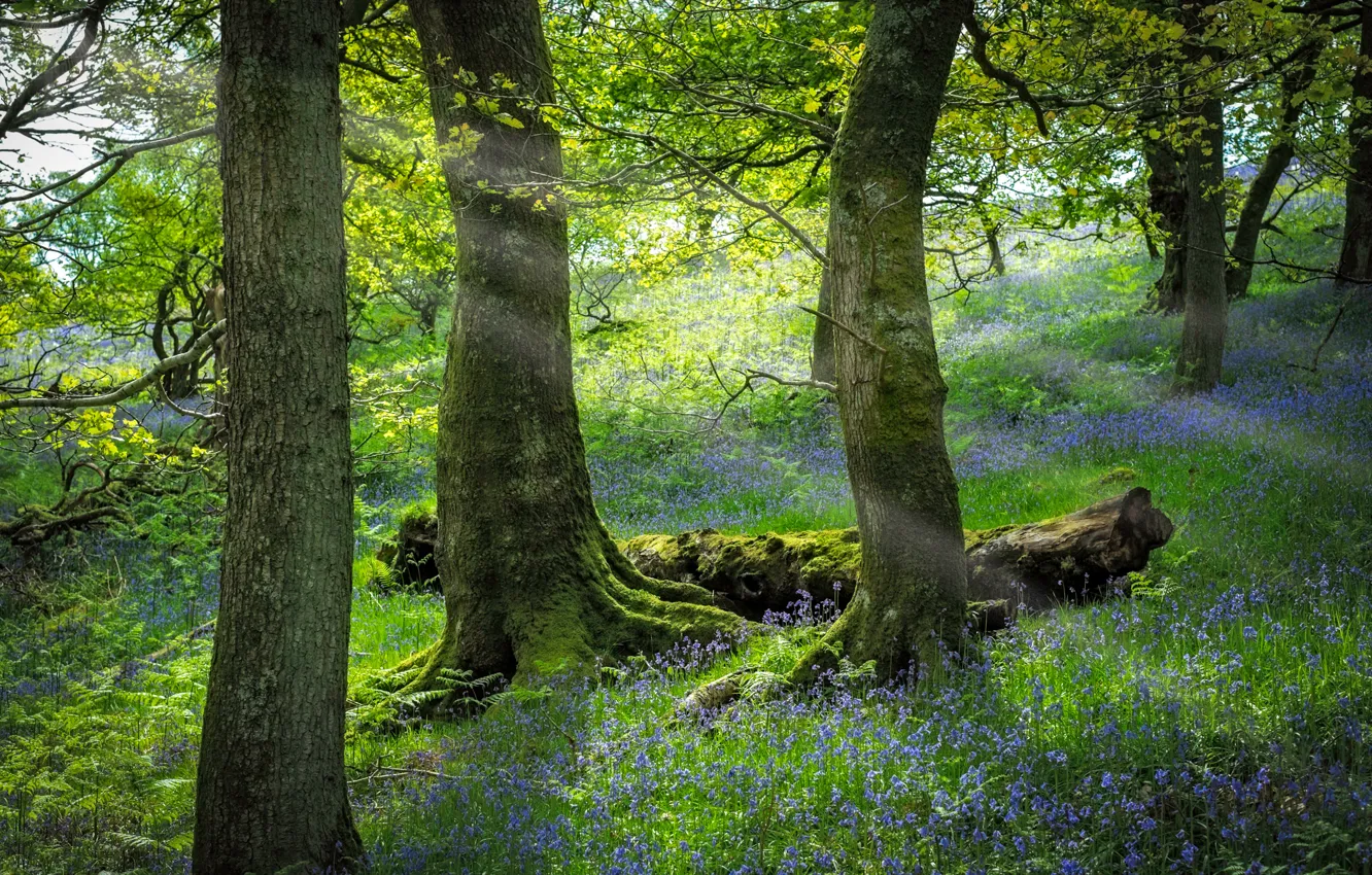 Photo wallpaper forest, grass, trees, flowers, slope