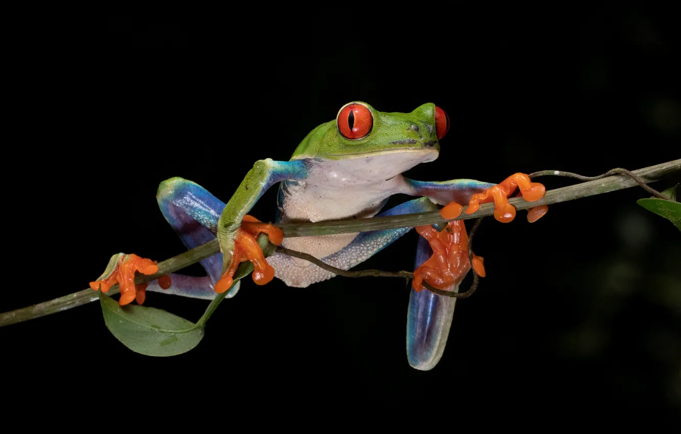 Photo wallpaper frog, branch, black background, red-eyed tree frog