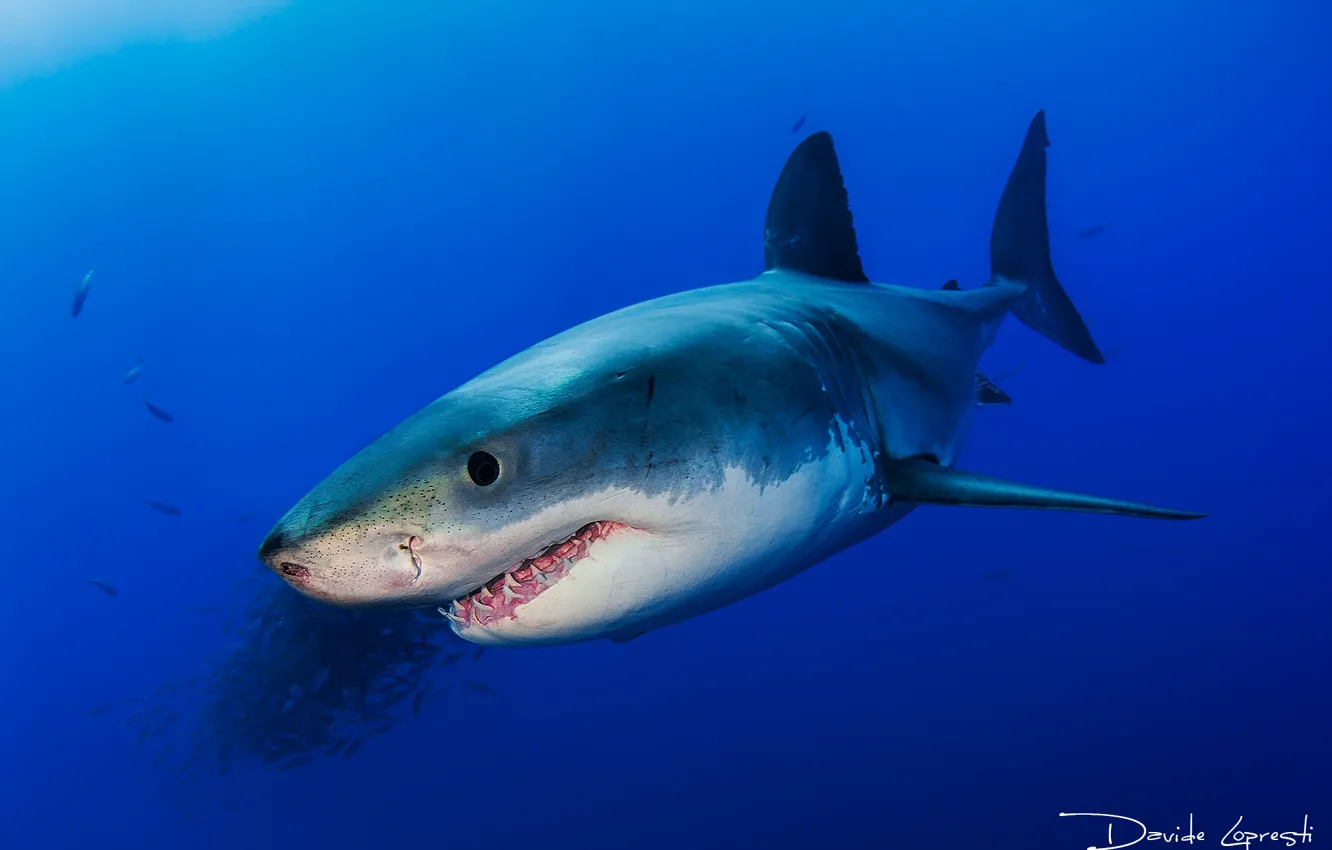 Photo wallpaper sea, the ocean, fish, shark, underwater world, David