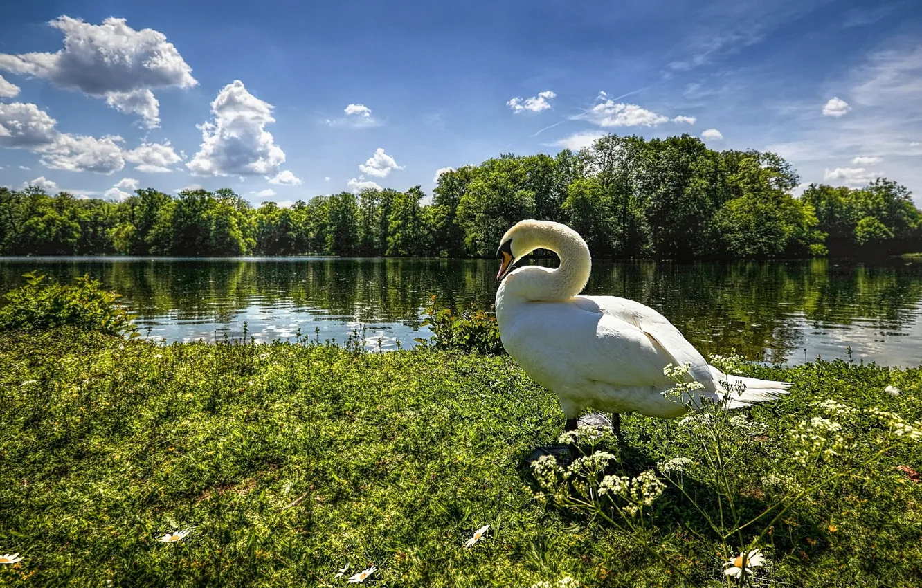 Photo wallpaper the sky, grass, clouds, trees, lake, river, swans, geese