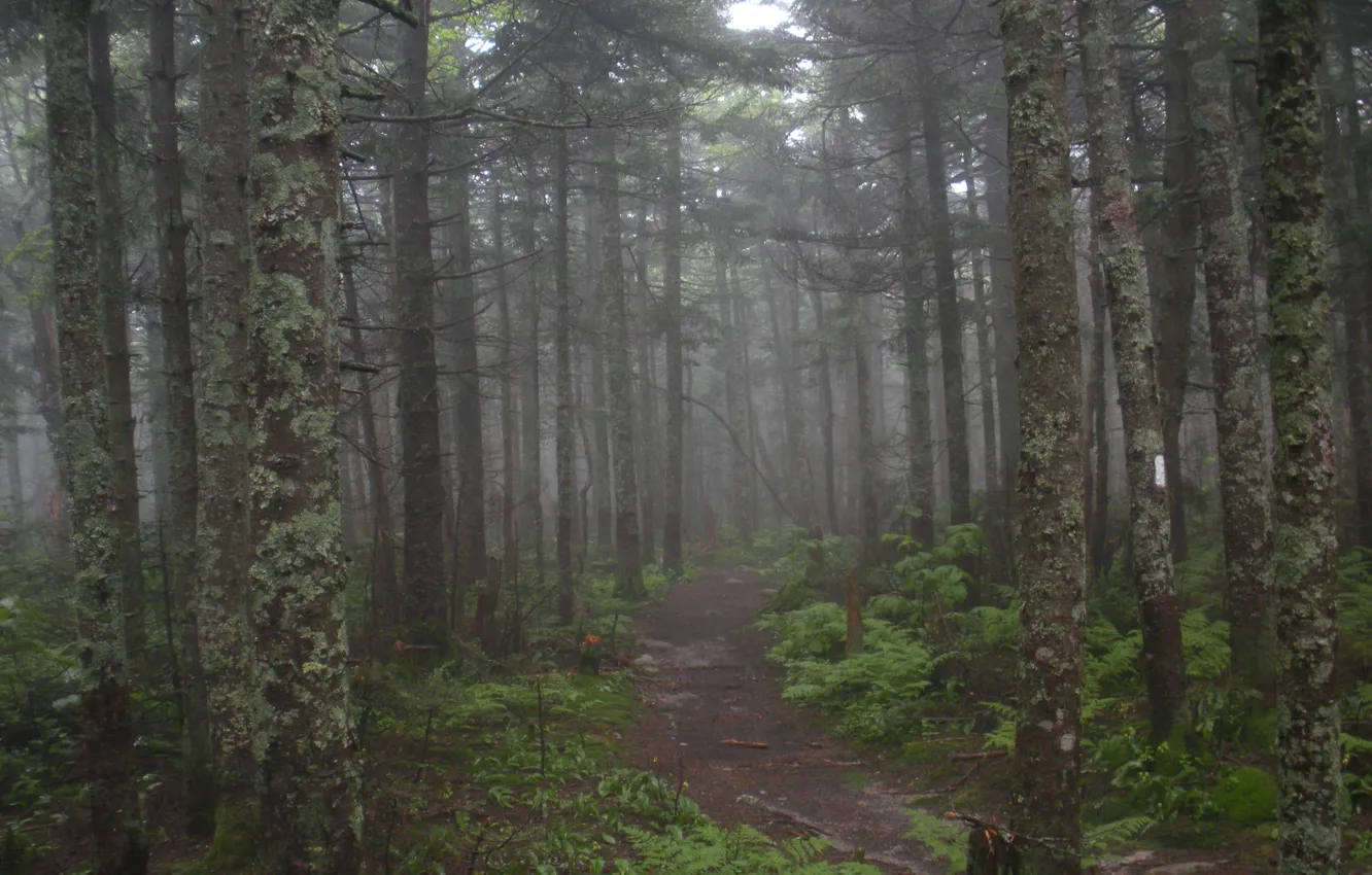 Photo wallpaper forest, trees, nature, fog, USA, path, Green Mountain National Forest‎