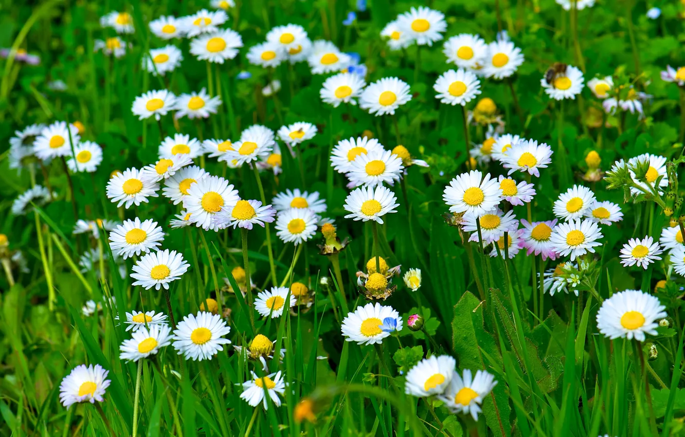Photo wallpaper greens, grass, leaves, flowers, nature, chamomile, petals, white
