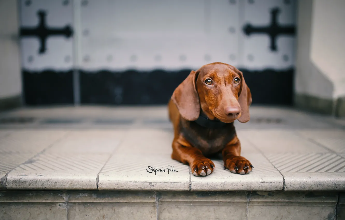 Photo wallpaper look, background, dog