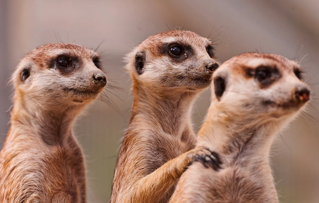 Photo wallpaper animals, Family, three, Africa, wildlife, mammal, Meerkats