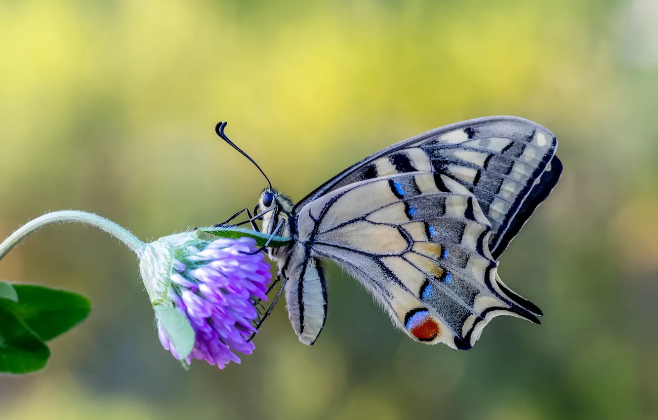 Photo wallpaper macro, flowers, butterfly