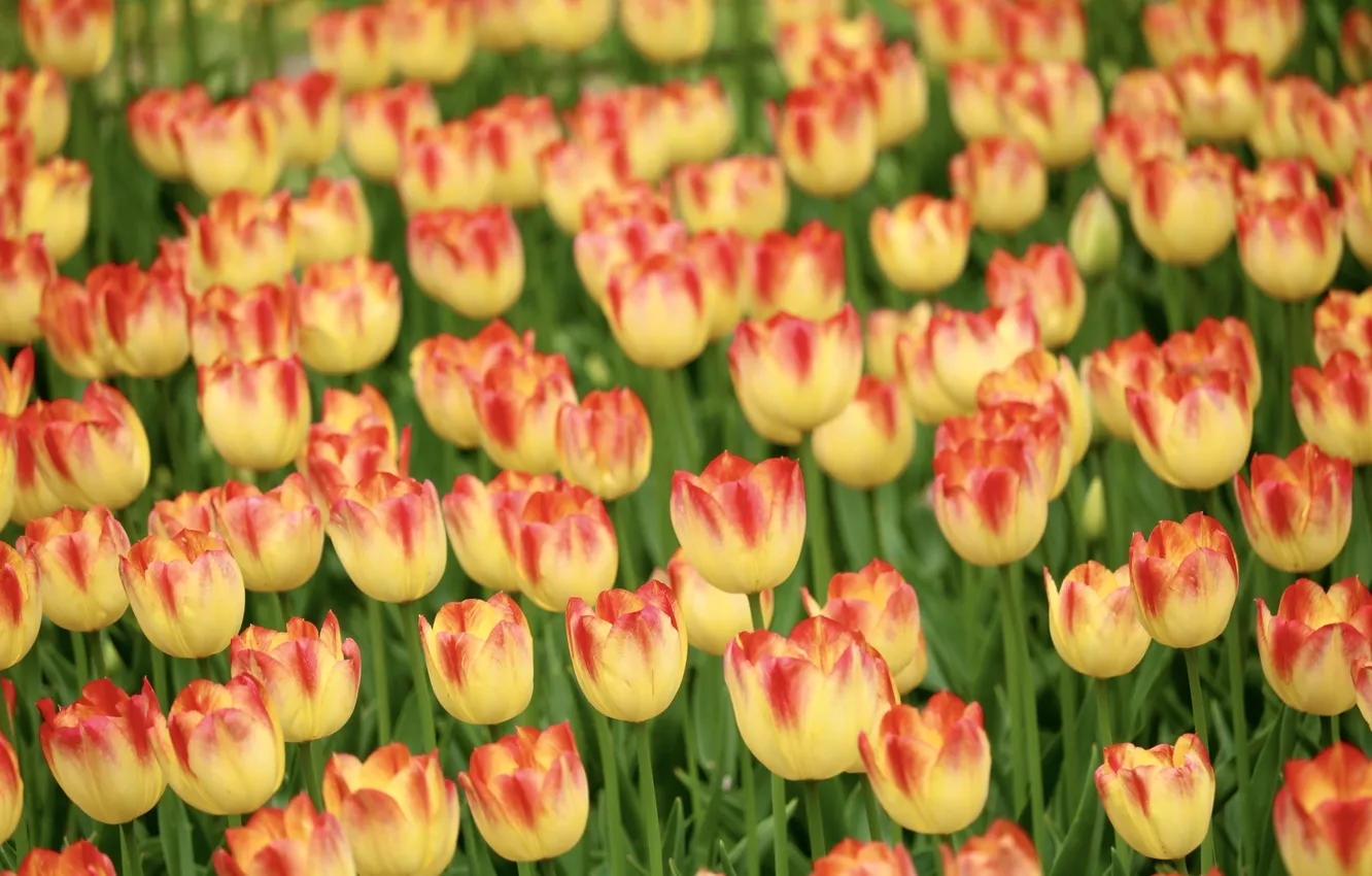 Photo wallpaper field, flowers, yellow, spring, tulips, flowerbed, a lot, plantation