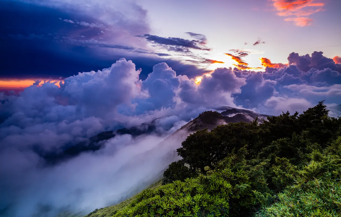 Photo wallpaper greens, purple, summer, the sky, leaves, the sun, clouds, light