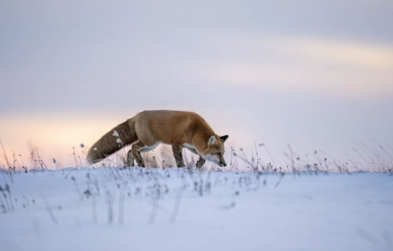 Photo wallpaper winter, field, the sky, snow, nature, pose, morning, Fox