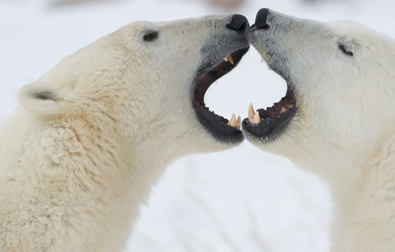 Photo wallpaper white, bear, fangs