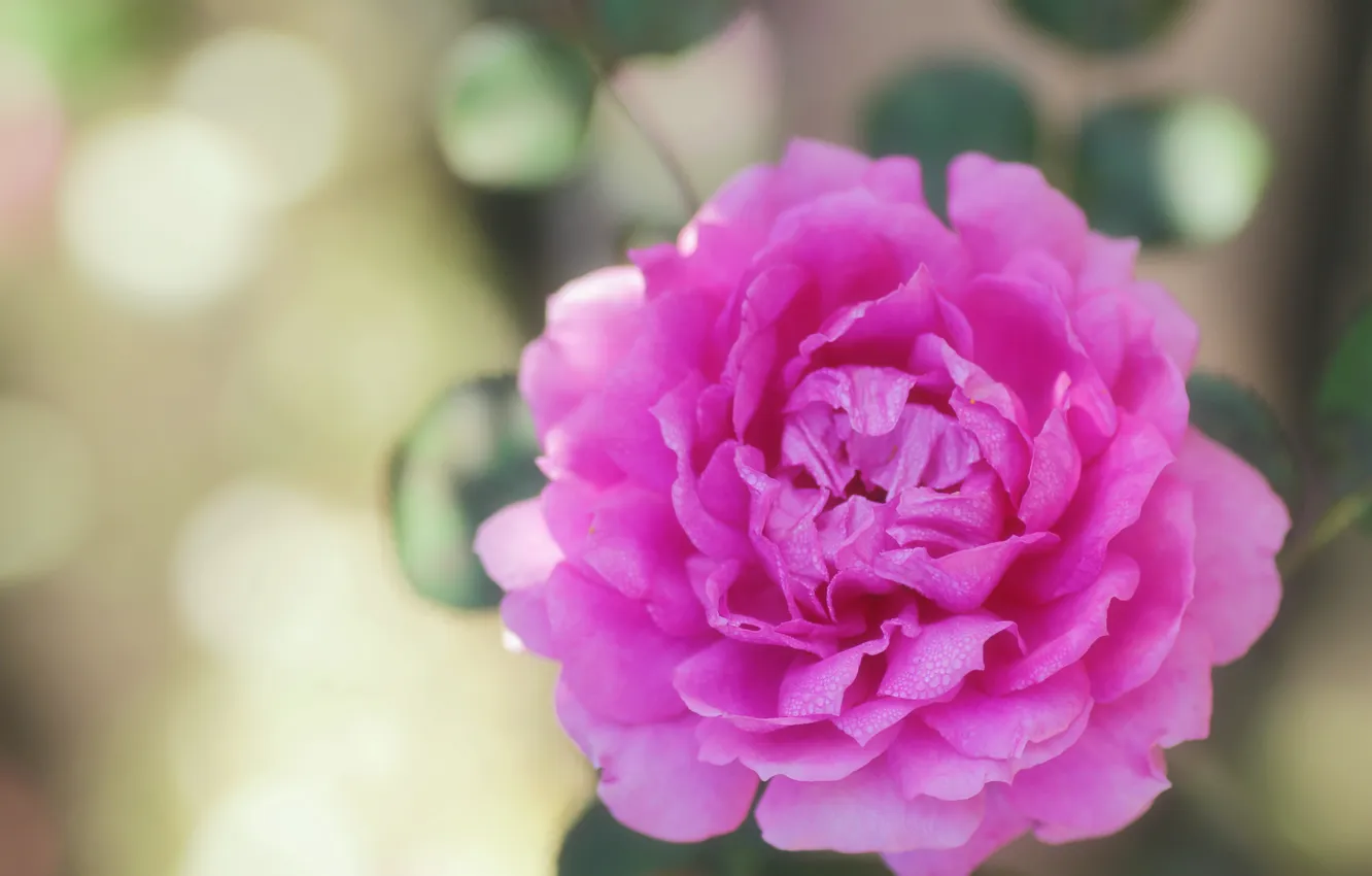 Photo wallpaper summer, water, drops, macro, light, flowers, Rosa, glare