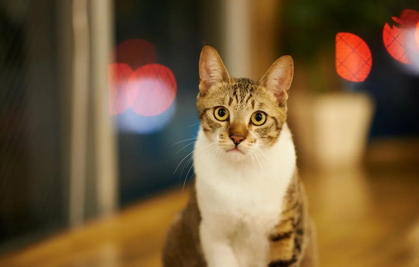 Photo wallpaper cat, look, background