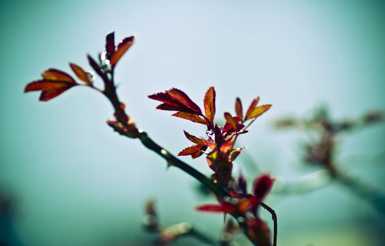 Photo wallpaper sadness, leaves, spring, the bushes
