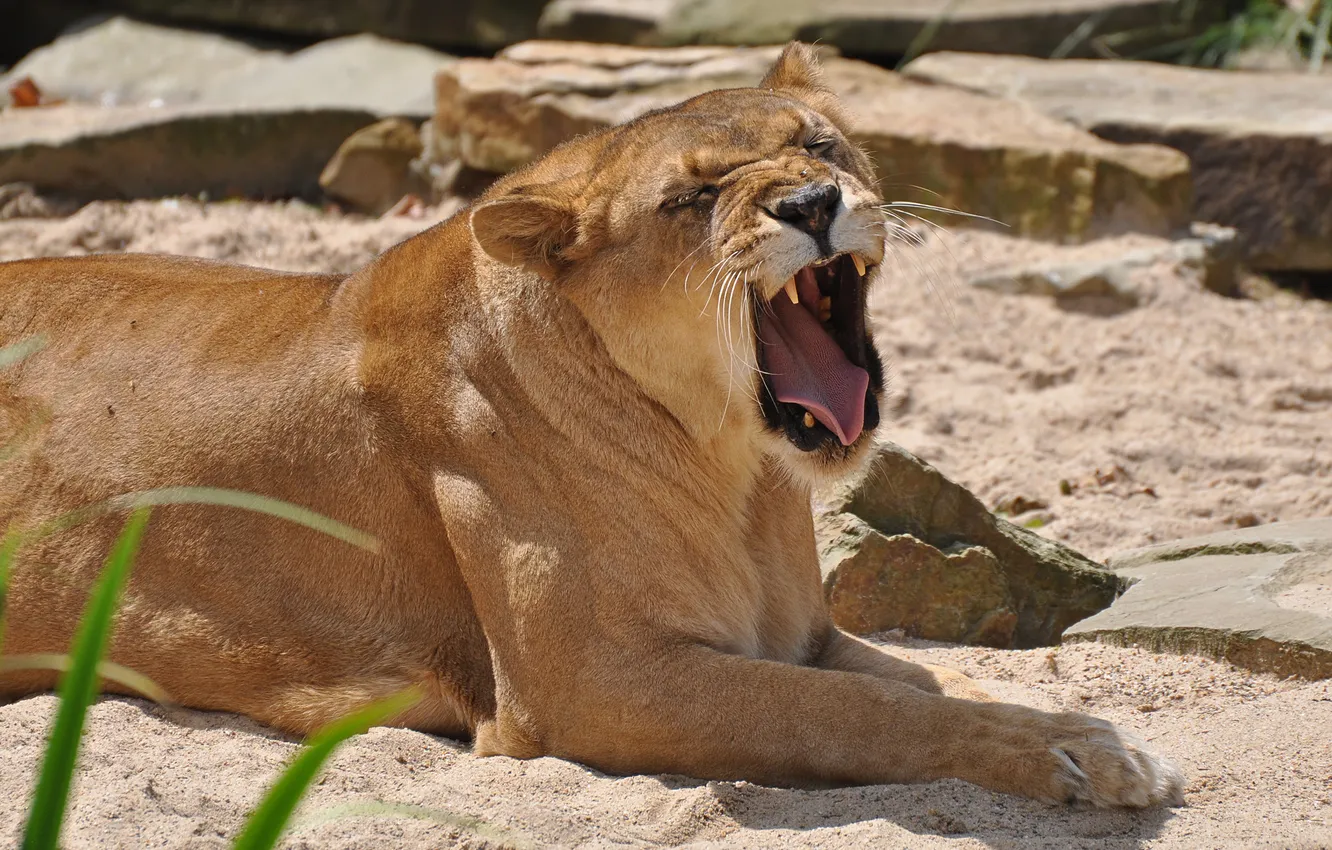 Photo wallpaper sand, cat, fangs, lioness, yawning