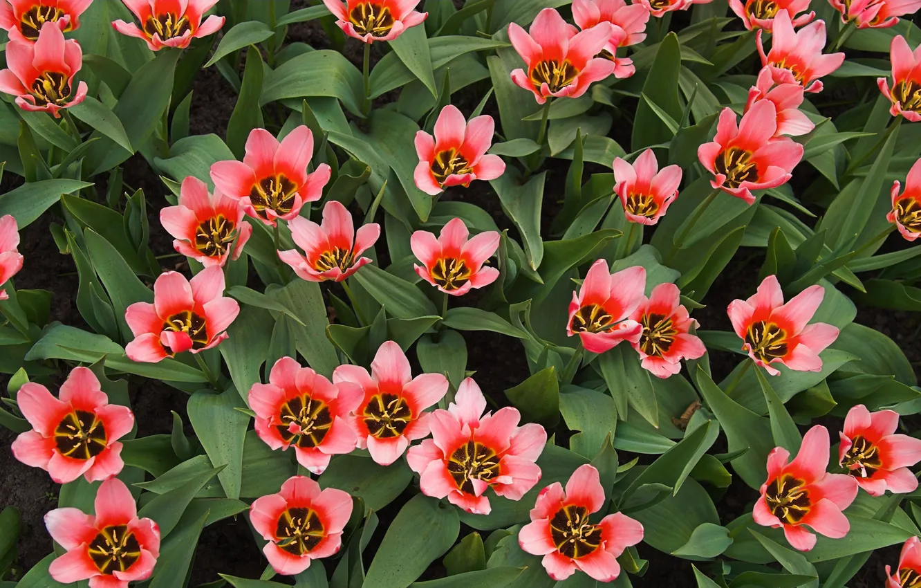 Photo wallpaper tulips, pink, plantation