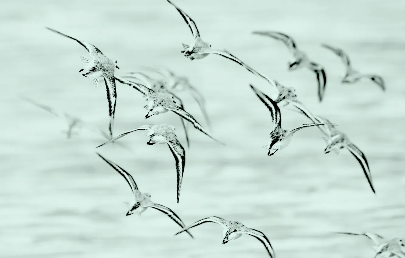 Photo wallpaper birds, seagulls, pack, in flight