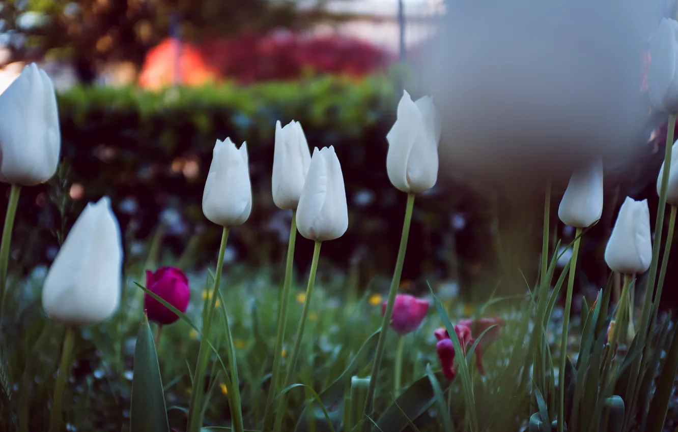 Photo wallpaper flowers, petals, tulips, white