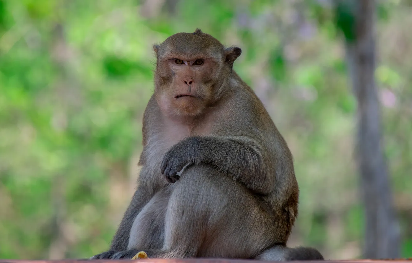 Photo wallpaper monkey, forest, funny, Leader