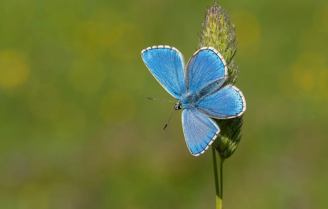 Photo wallpaper macro, background, butterfly, a blade of grass, Blue beautiful