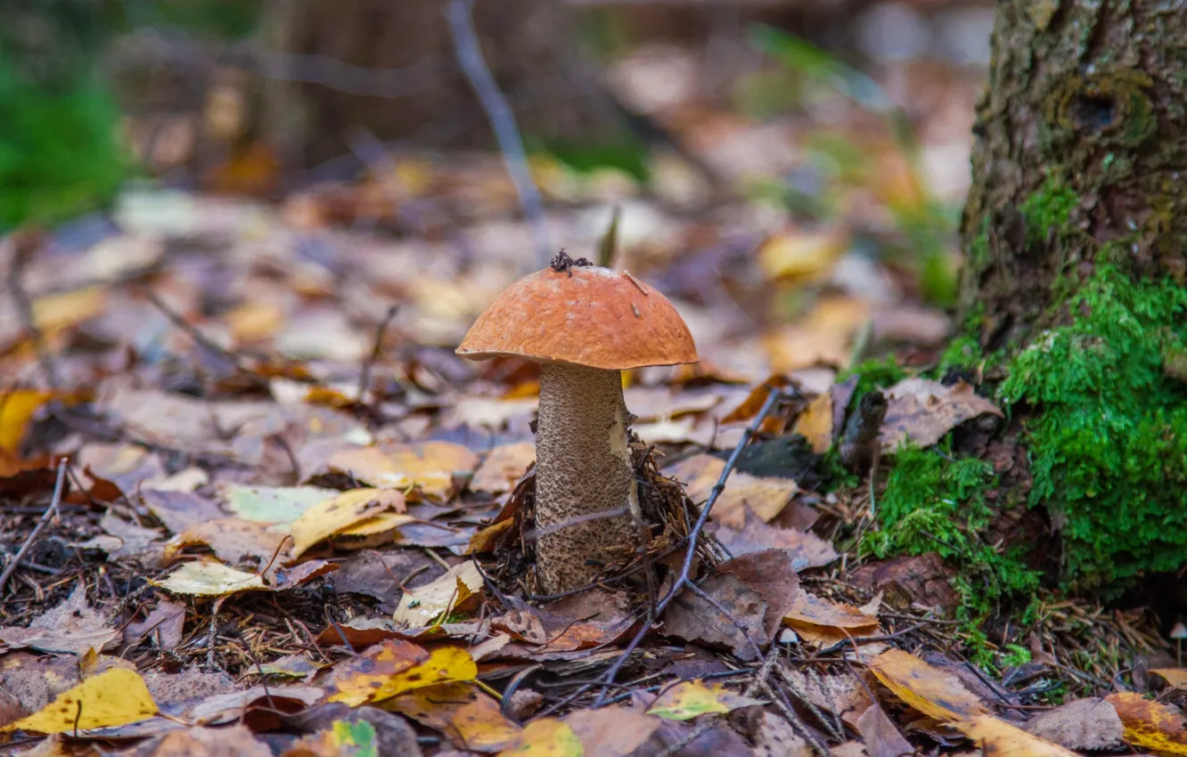 Photo wallpaper leaves, mushrooms, boletus
