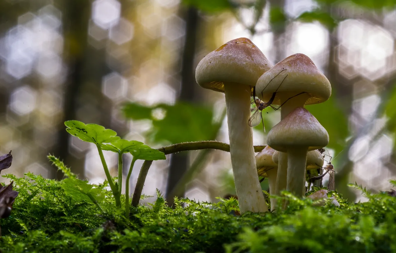 Photo wallpaper grass, mushrooms, insect