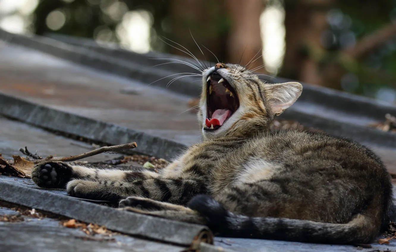 Photo wallpaper roof, language, cat, cat, grey, mouth, lies, kitty