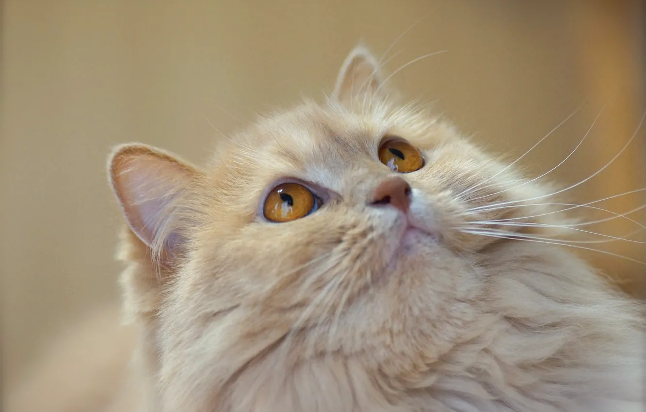 Photo wallpaper cat, cat, look, background, cat, light, fluffy, peach