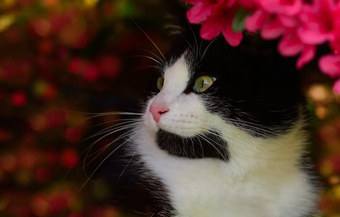 Photo wallpaper cat, cat, face, flowers, background, portrait, garden, black and white