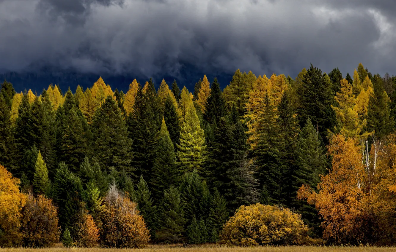 Photo wallpaper autumn, forest, the sky, clouds, clouds, ate, shrubs, larch