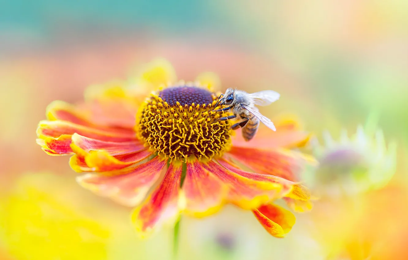 Photo wallpaper flower, summer, macro, orange, red, bee, background, blur