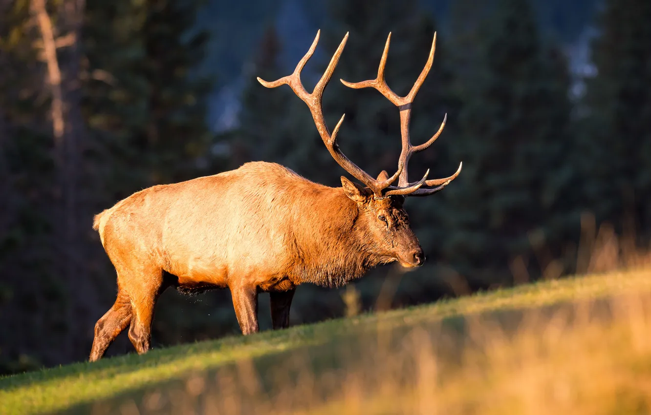 Photo wallpaper forest, light, nature, pose, the dark background, hills, deer, slope