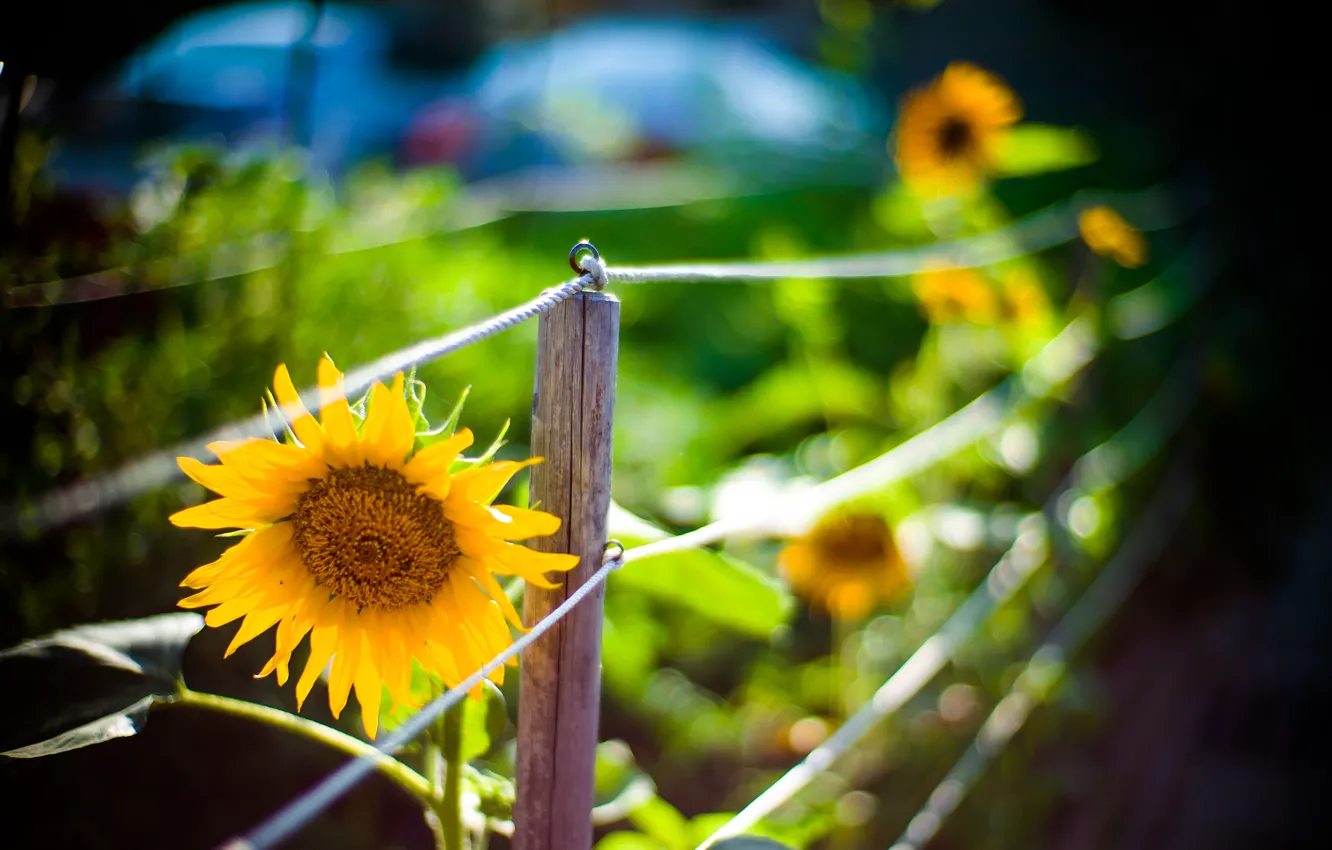 Photo wallpaper flower, macro, yellow, nature, the fence, sunflower, fence