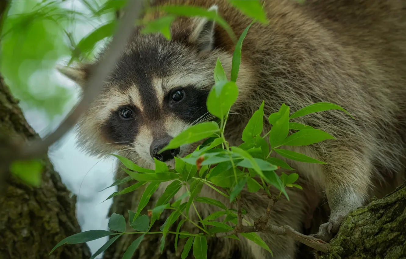 Photo wallpaper look, leaves, trees, branches, nature, animal, raccoon