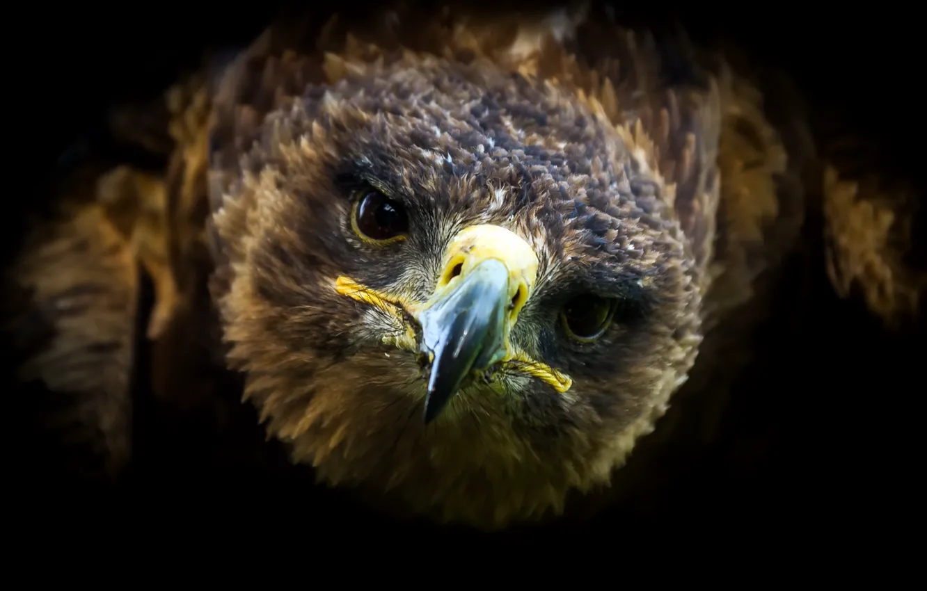 Photo wallpaper background, bird, eagle