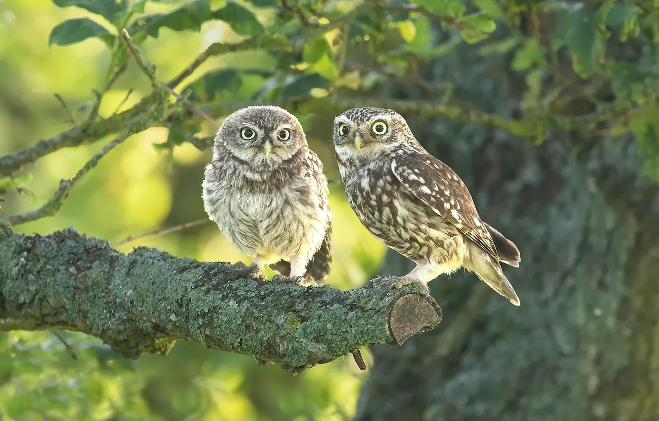 Photo wallpaper leaves, trees, branches, owl, bird, a couple, Duo, bitches