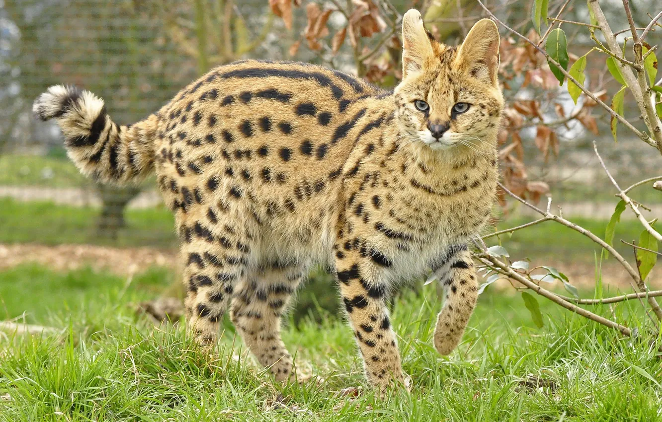 Photo wallpaper look, predator, wild cat, Serval