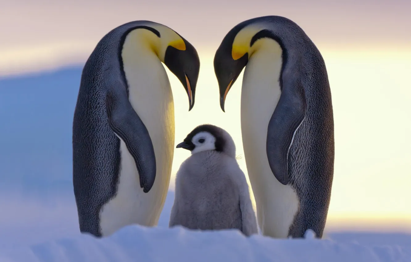 Photo wallpaper snow, penguins, family, North