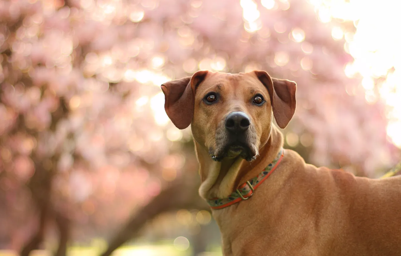 Photo wallpaper eyes, look, face, light, glare, mood, portrait, dog