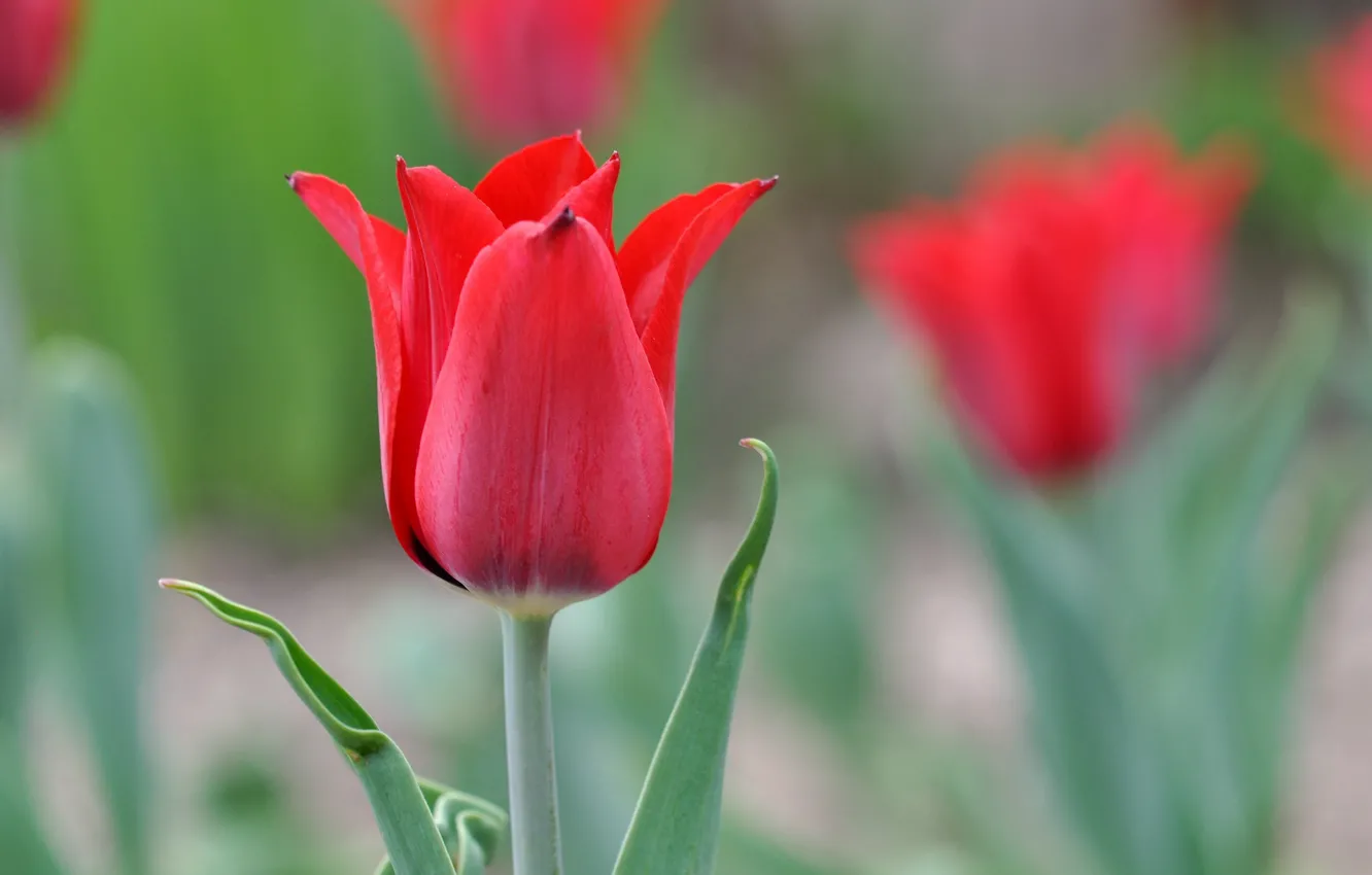Photo wallpaper macro, nature, petals, tulips