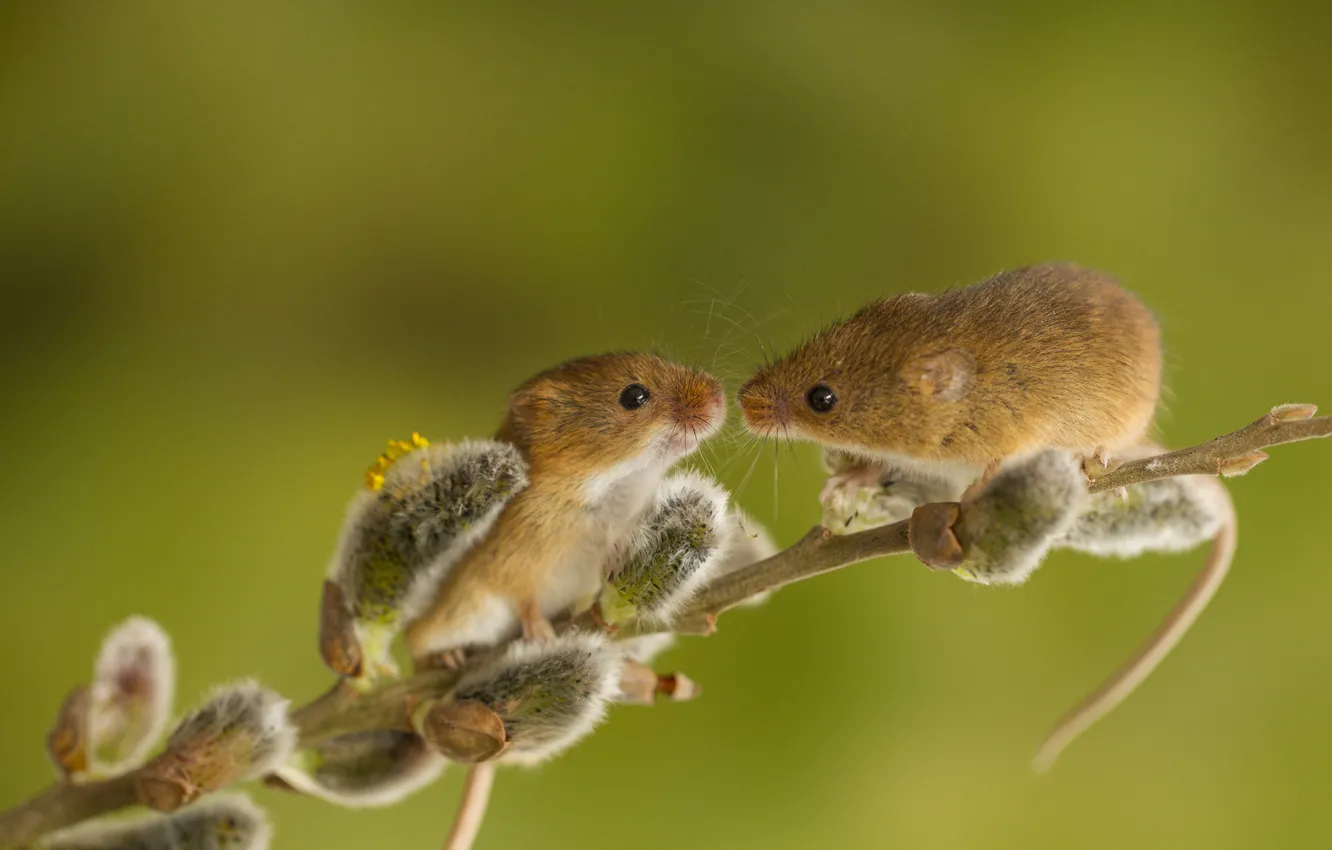 Photo wallpaper branches, animal, mouse, pair, Verba, rodent