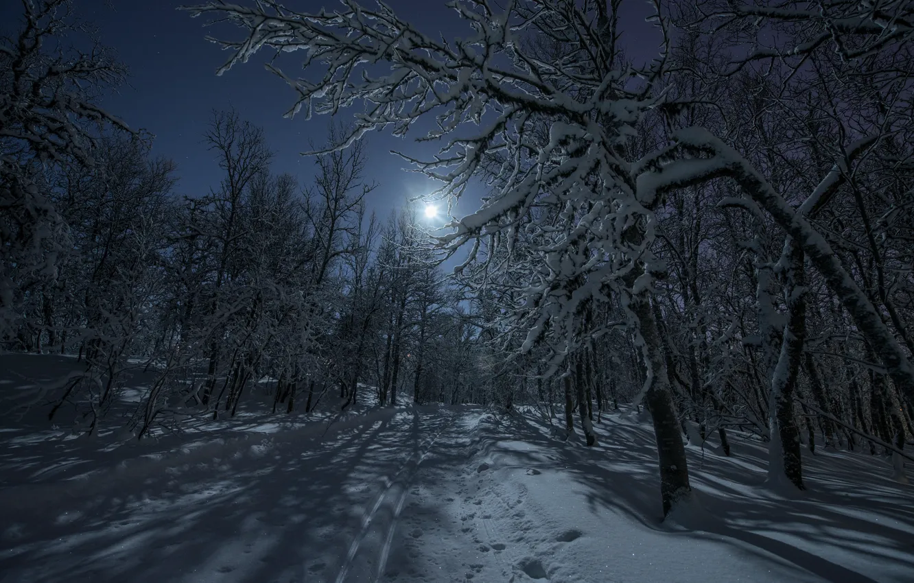 Photo wallpaper winter, road, forest, light, snow, night, the moon