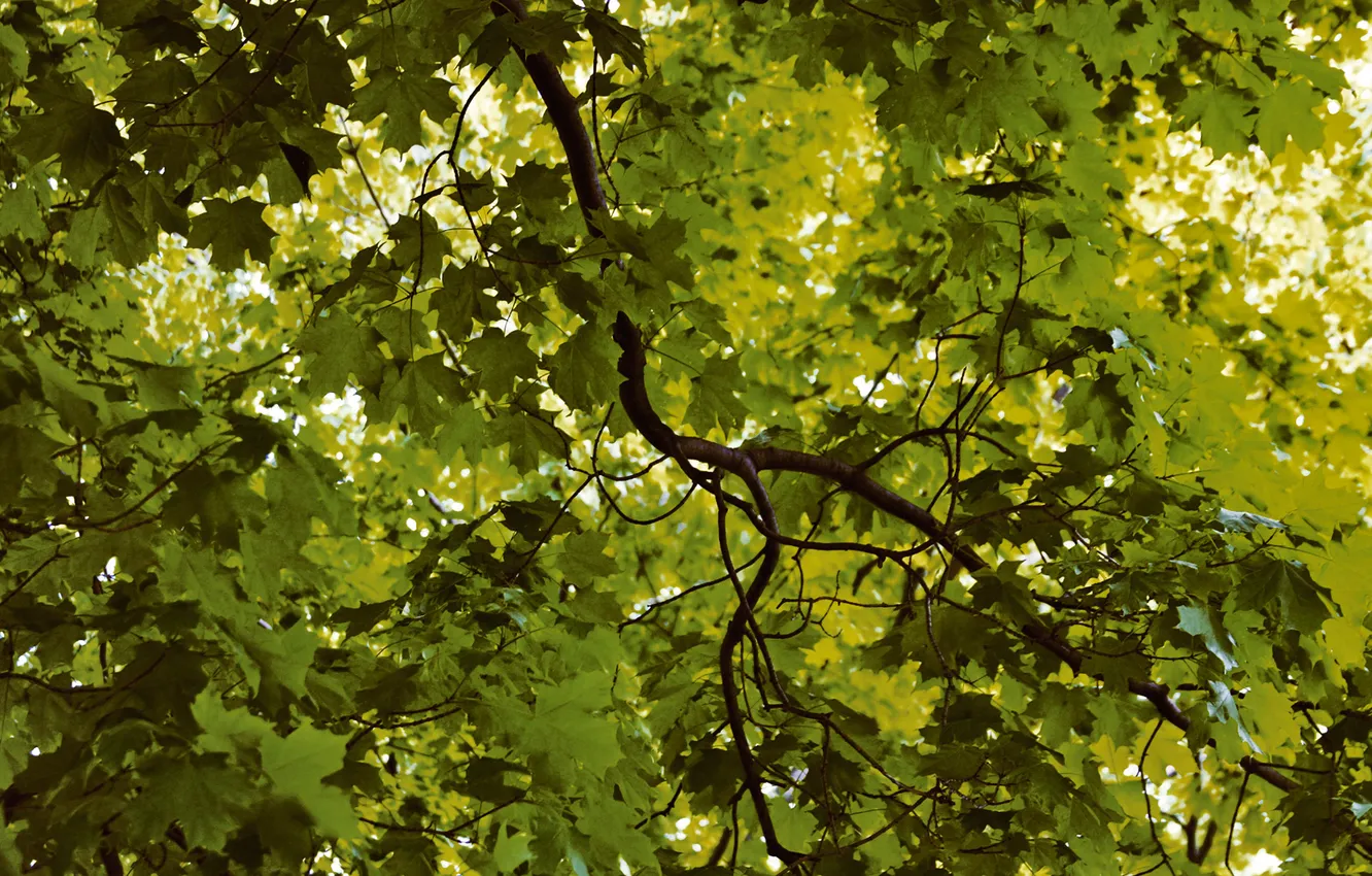 Photo wallpaper leaves, trees, nature, photo